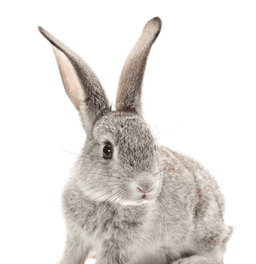 We can print custom tshirts at no minimum almost as fast as this bunny can run