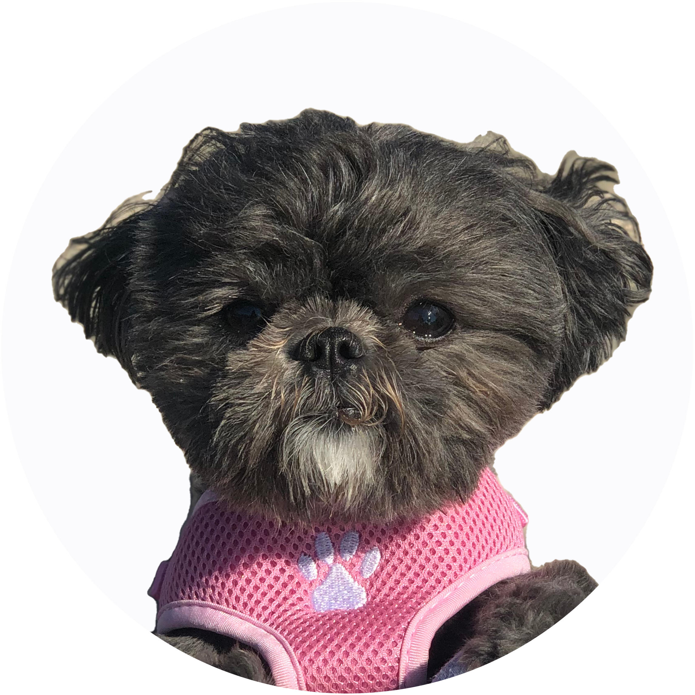 Olive | Support Specialist